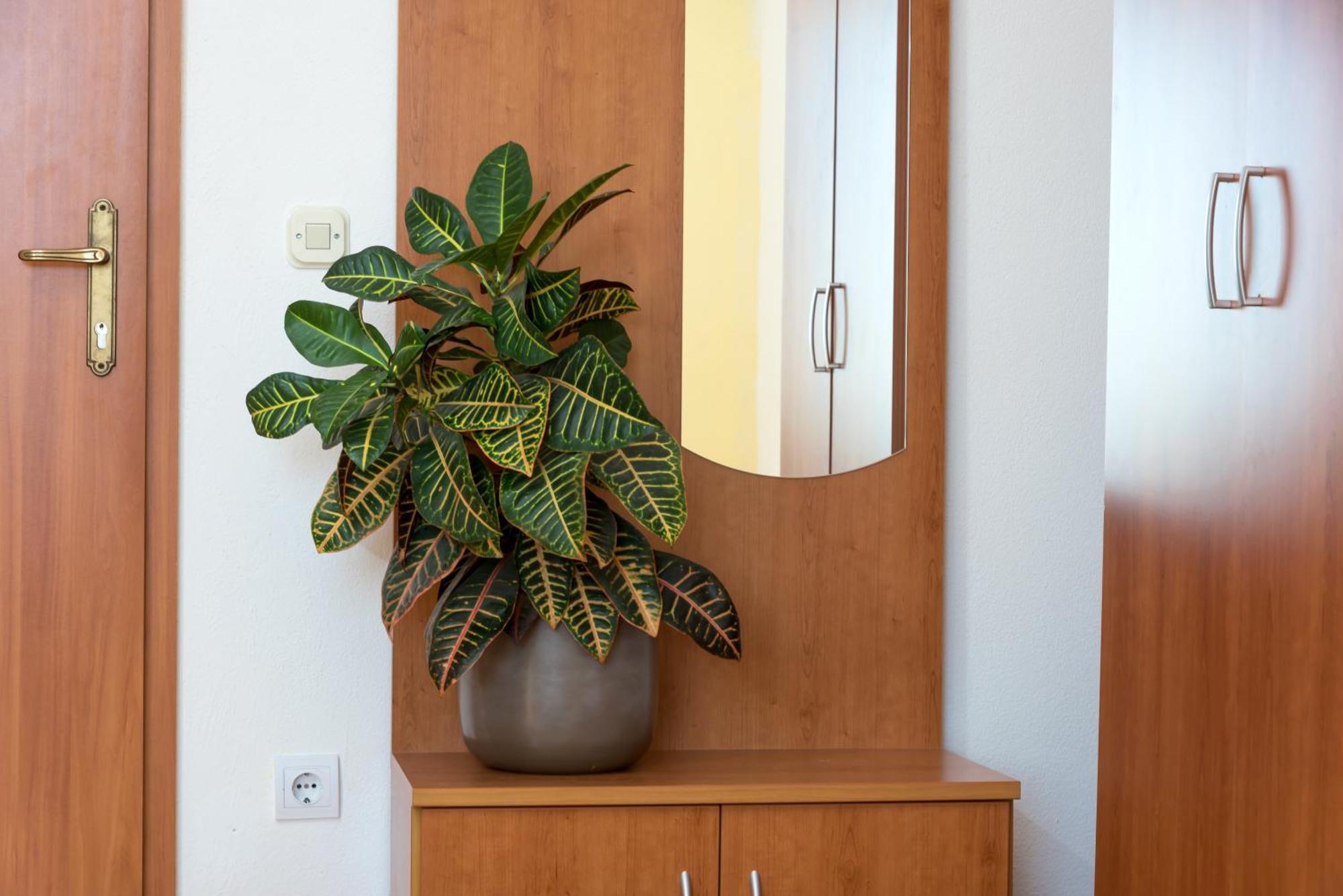 Apartments Vila Adrijana & Fitness Studio Wolf Bv Baška Voda Extérieur photo